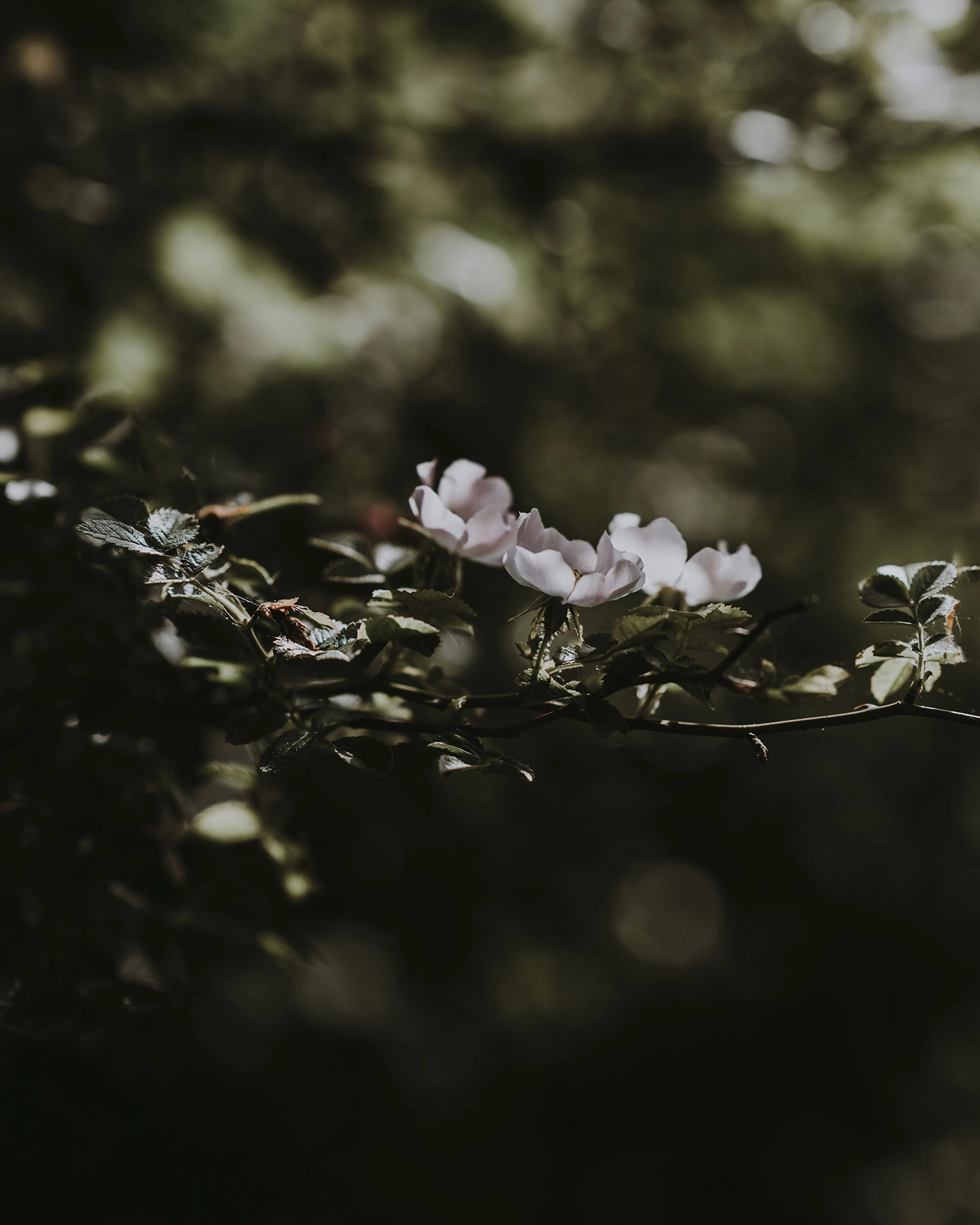 into-life-