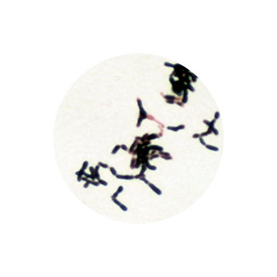 into-life-